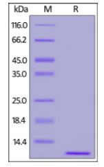 Human S100B, His Tag on SDS-PAGE under reducing (R) condition. The gel was stained overnight with Coomassie Blue. The purity of the protein is greater than 95%.